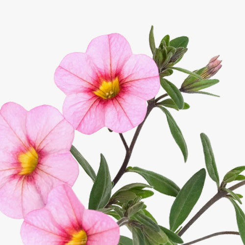 SANS SOUCIS - Kissed by a Rose NIGHT CARE ANTI AGE + VITALITY - Reparación antienvejecimiento NOCHE